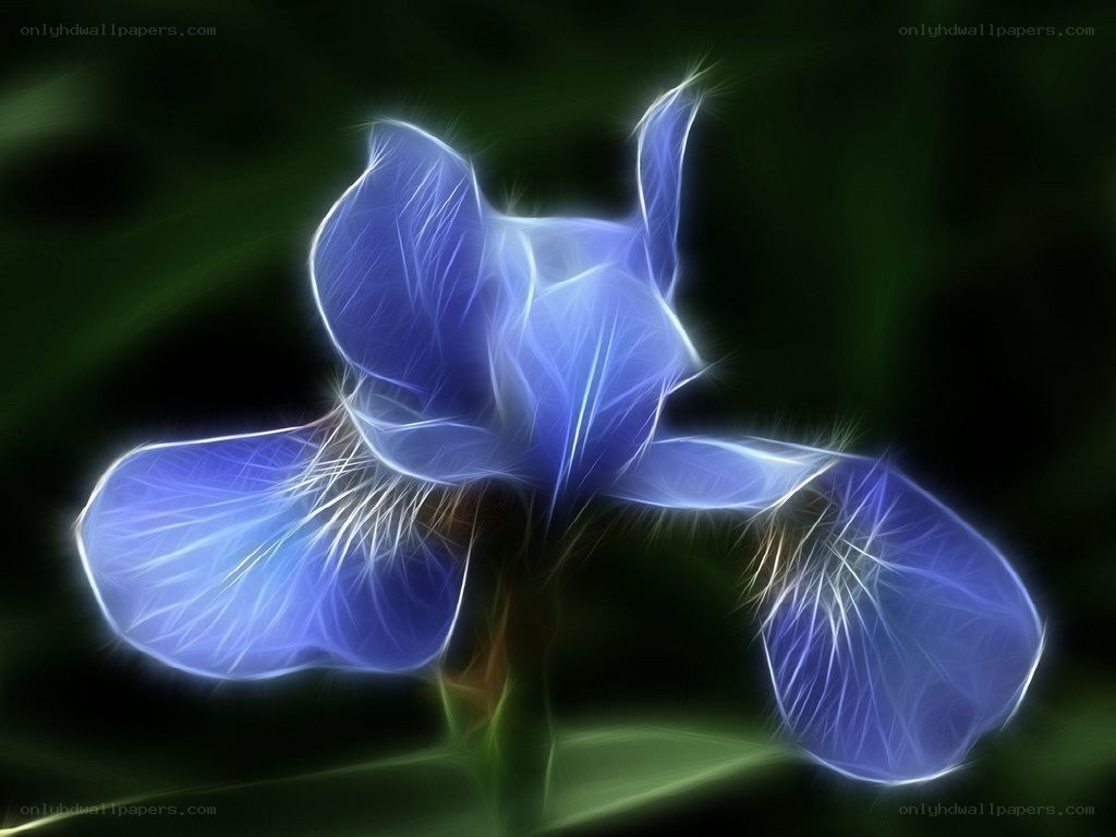 glowing blue iris flower