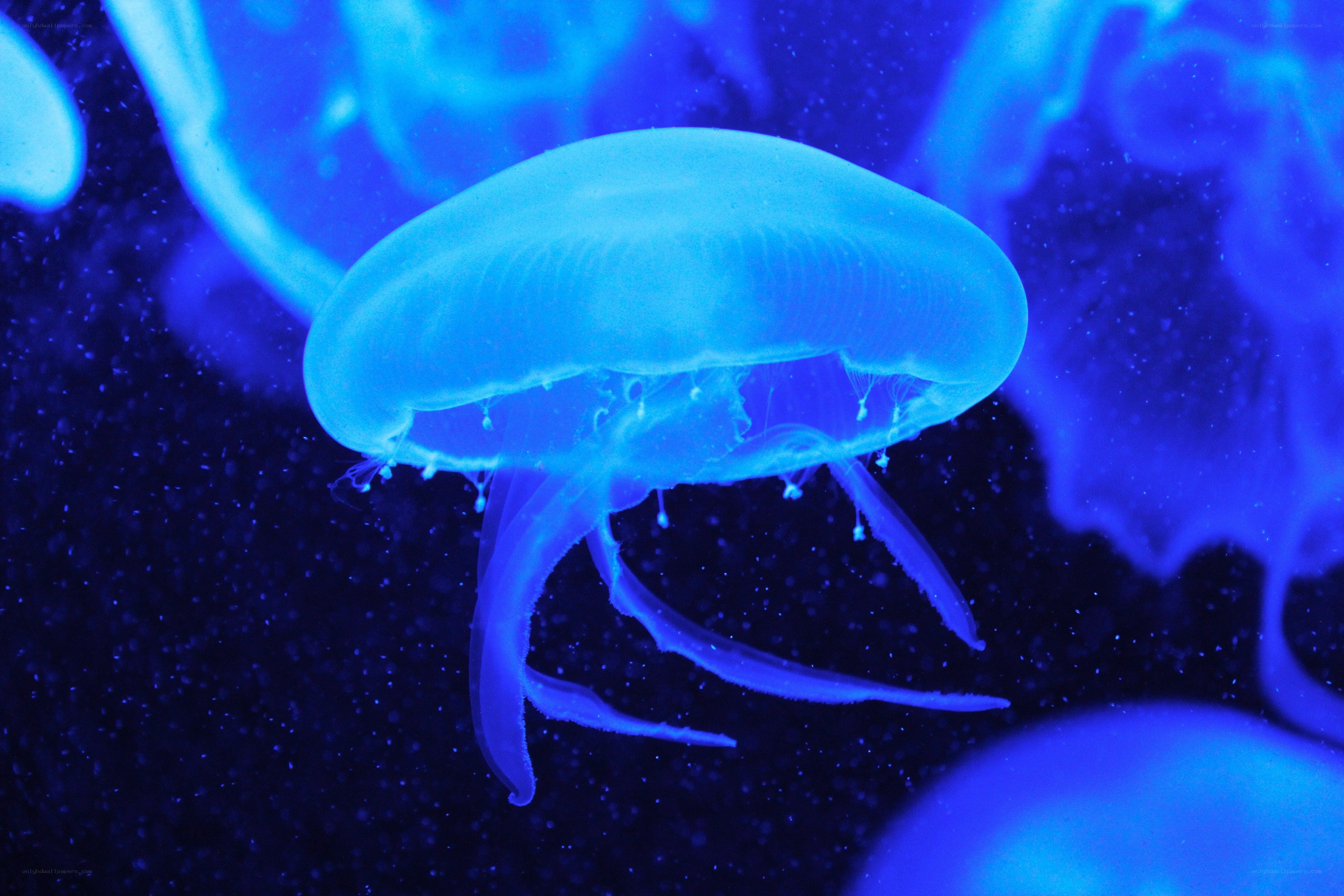 glowing blue jellyfish