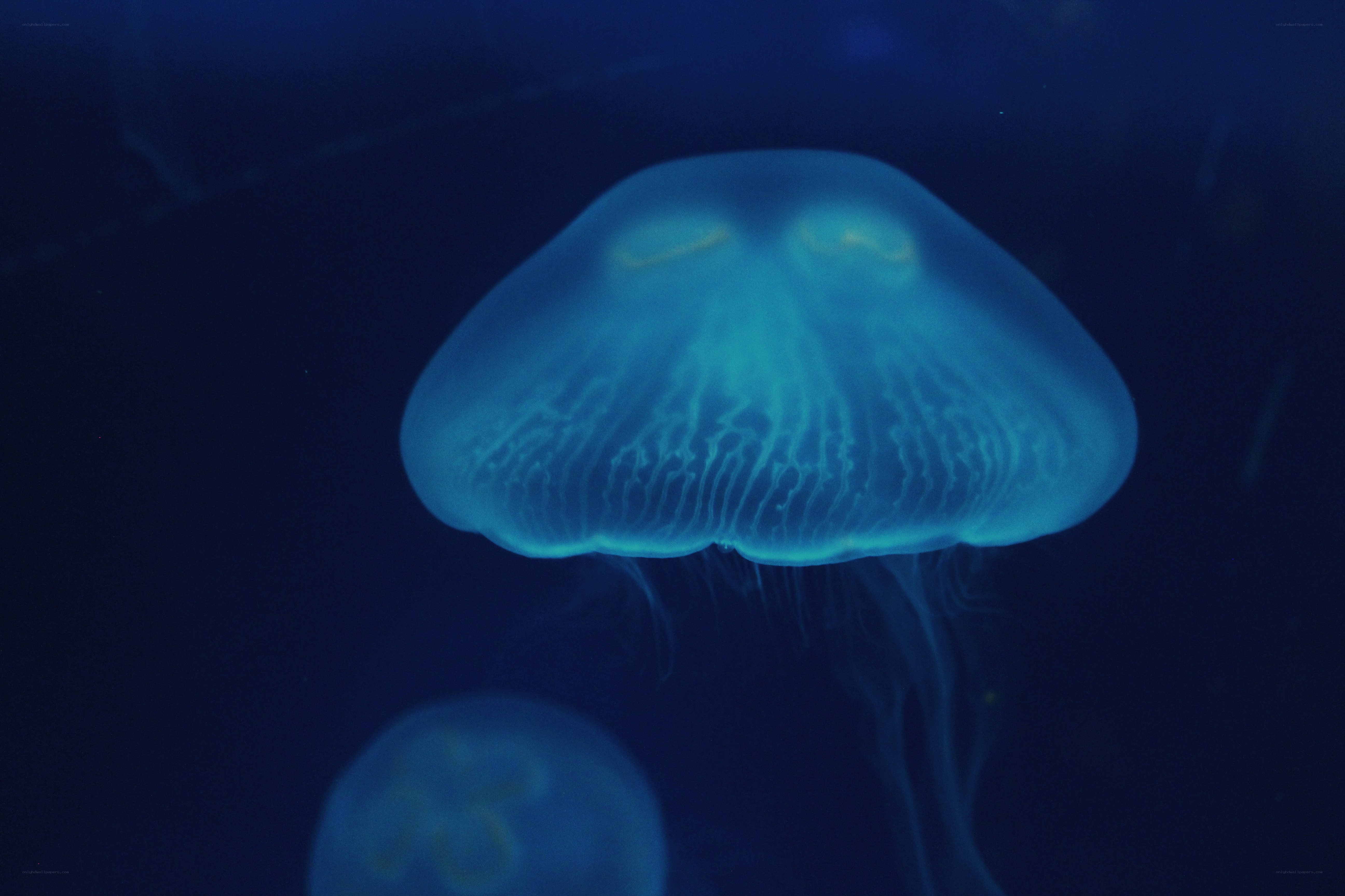 glowing blue jellyfish