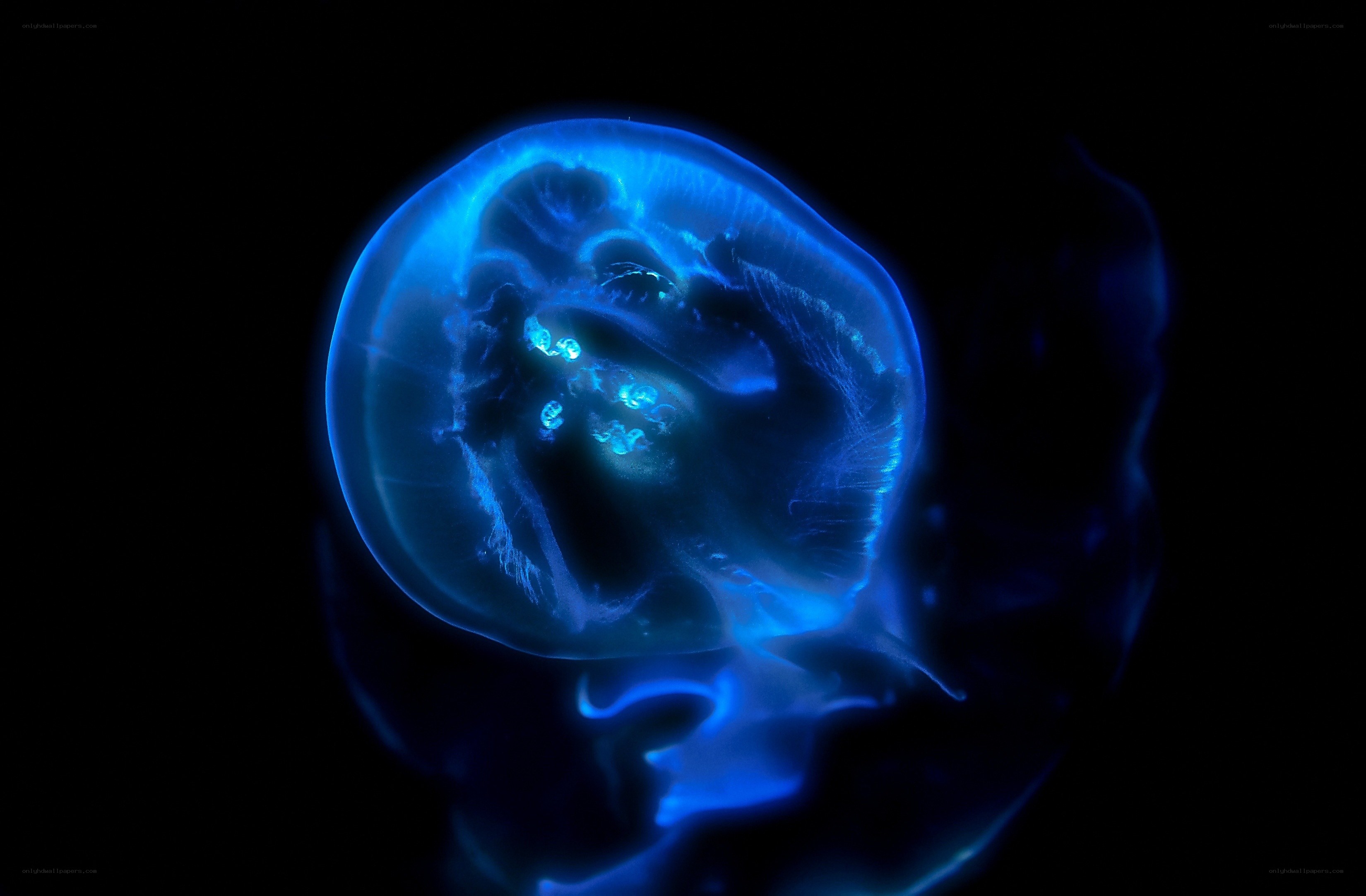 glowing blue jellyfish