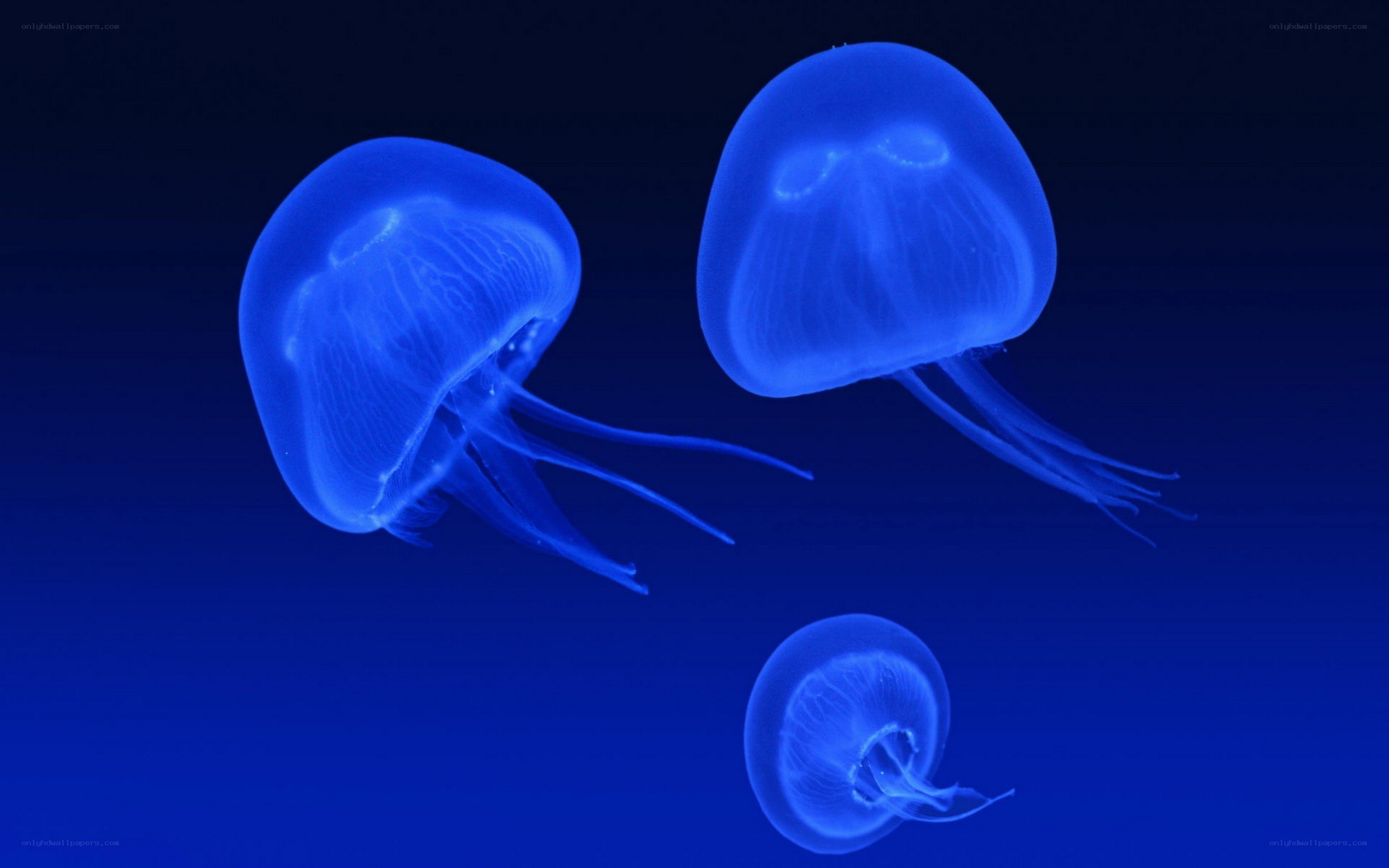 glowing blue jellyfish