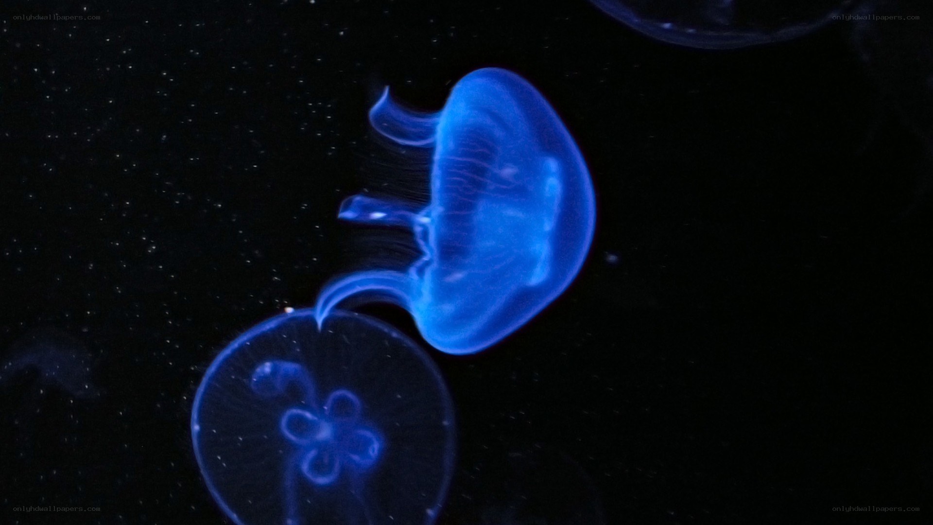 glowing blue jellyfish