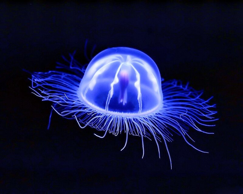 glowing blue jellyfish