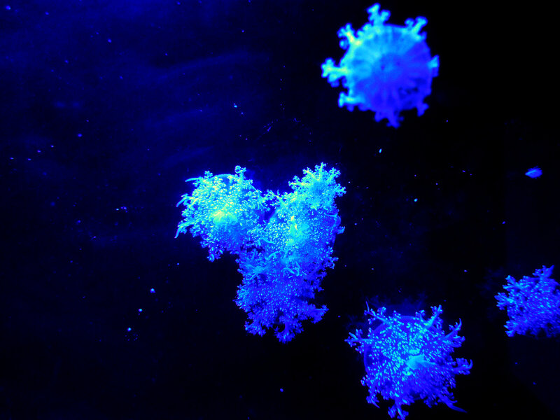 Glowing Blue Jellyfish — Mysterious