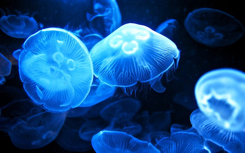 Glowing Blue Jellyfish — Serene, Night