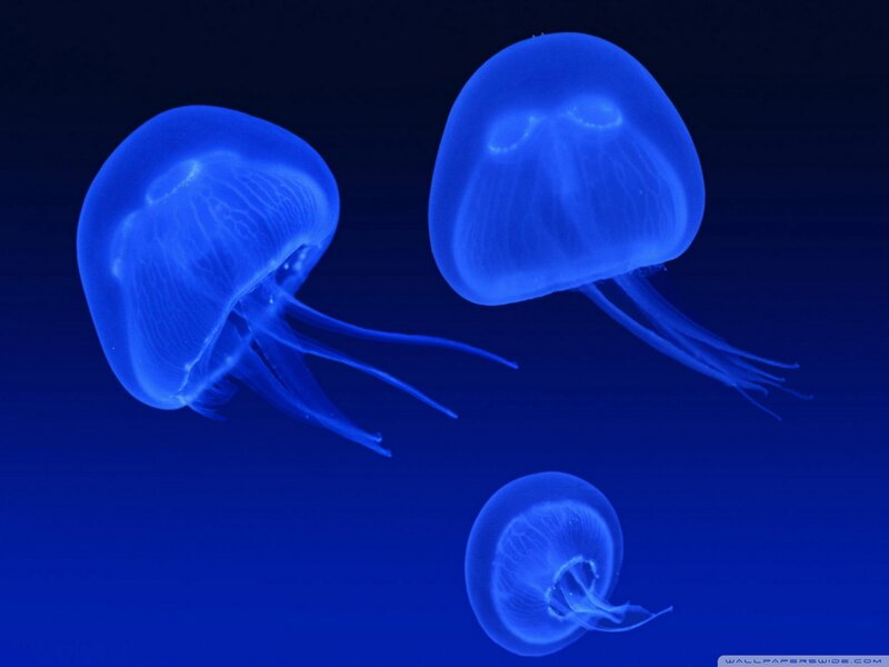 Glowing Blue Jellyfish — Serene
