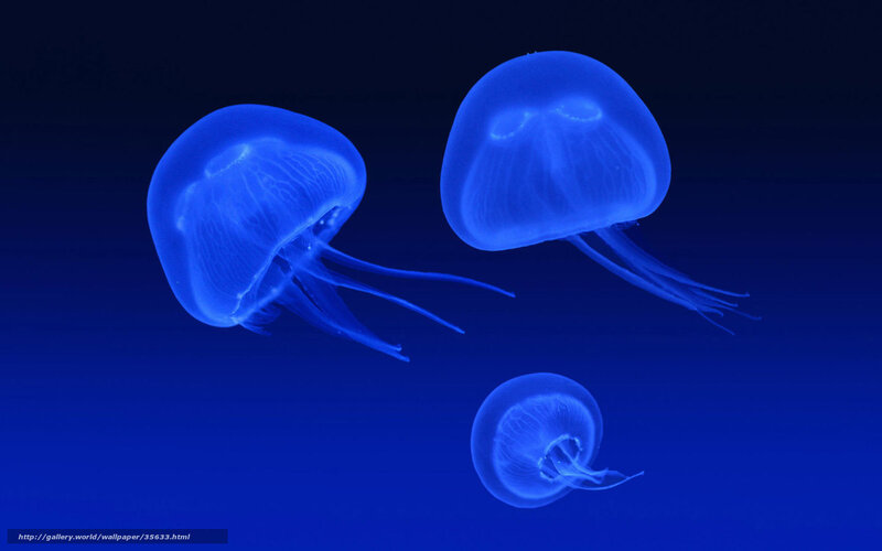glowing blue jellyfish