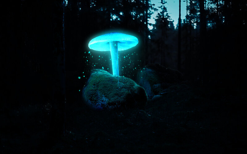 Glowing Blue Mushroom — Mysterious