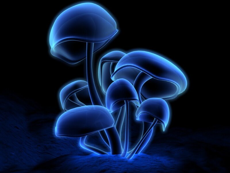 Glowing Blue Mushrooms — Mysterious, Night