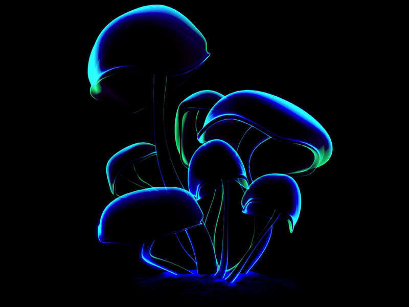 Glowing Blue Mushrooms — Night