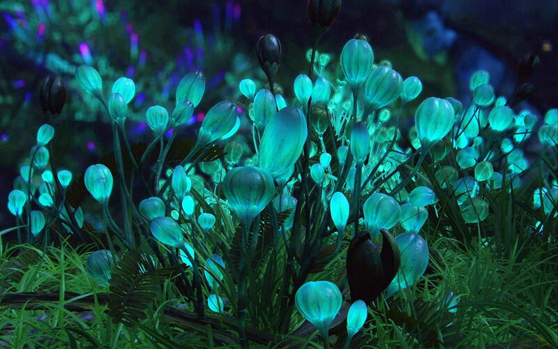 Glowing Blue Plants — Mysterious
