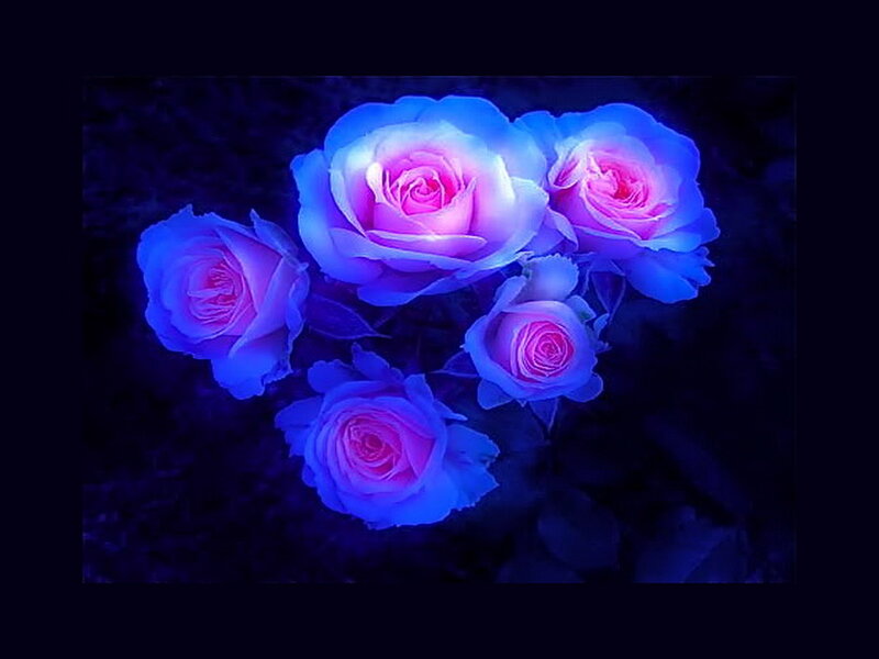 Glowing Blue Roses — Dramatic