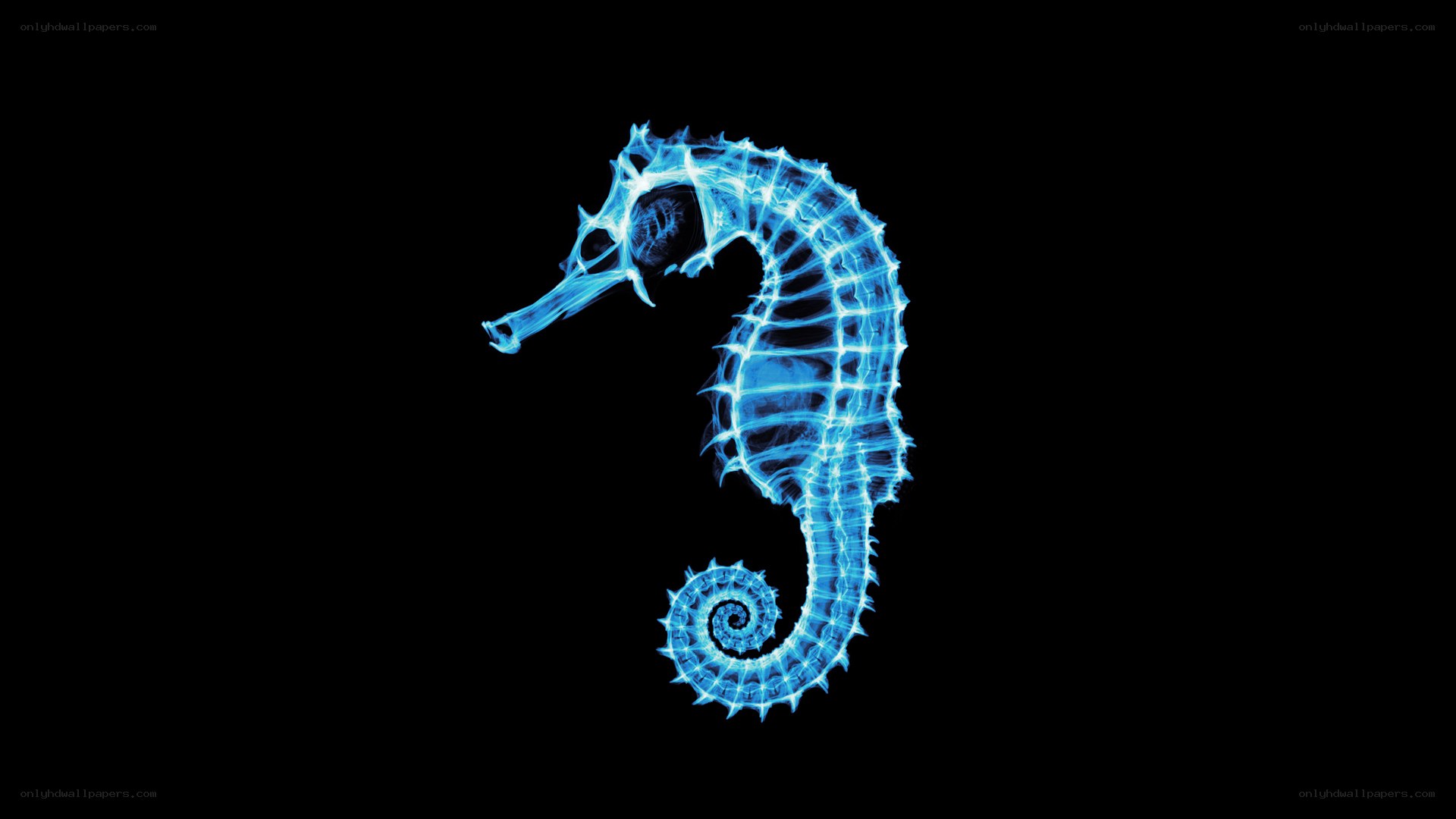 glowing blue seahorse