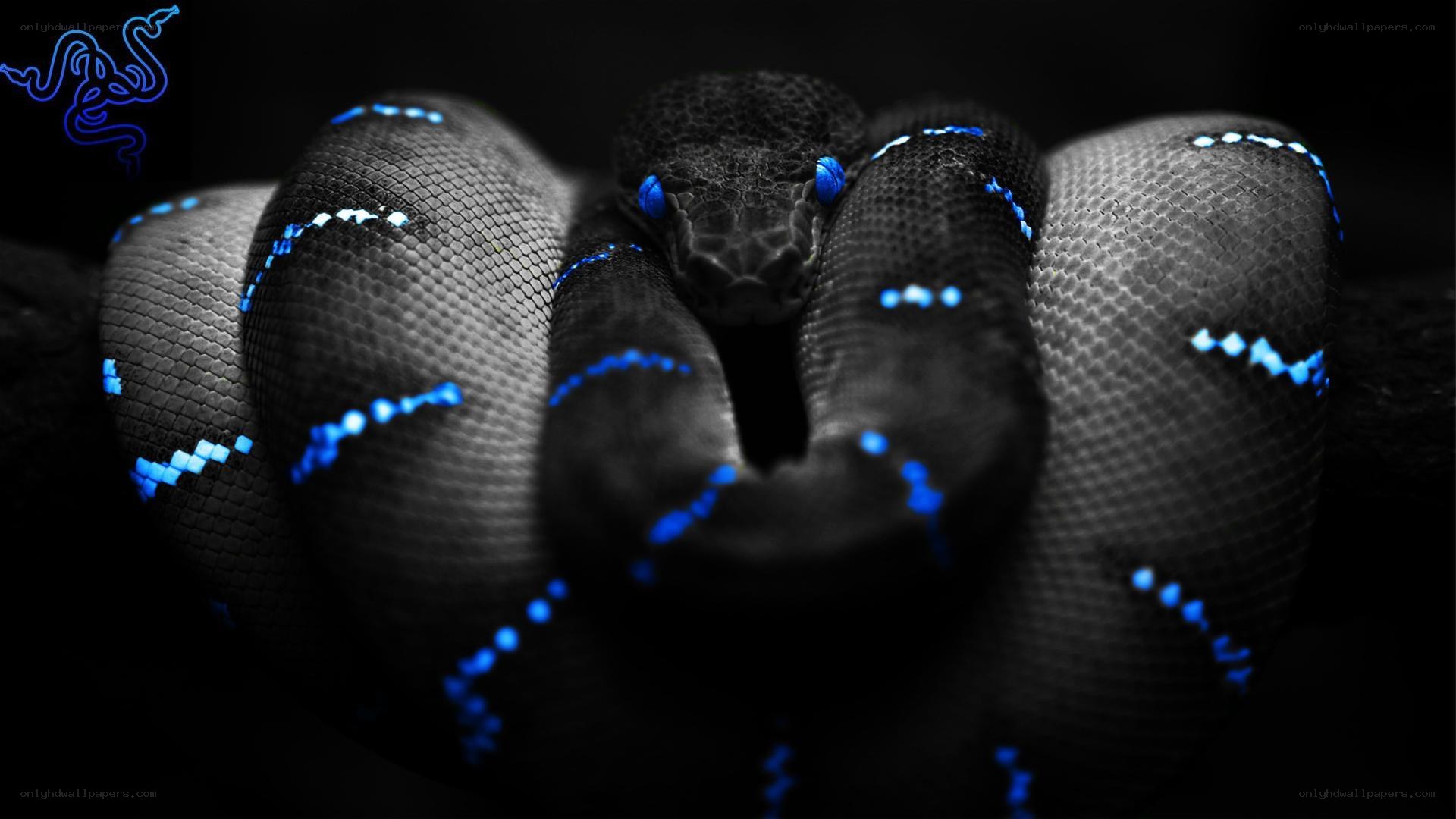 glowing blue snake coiled