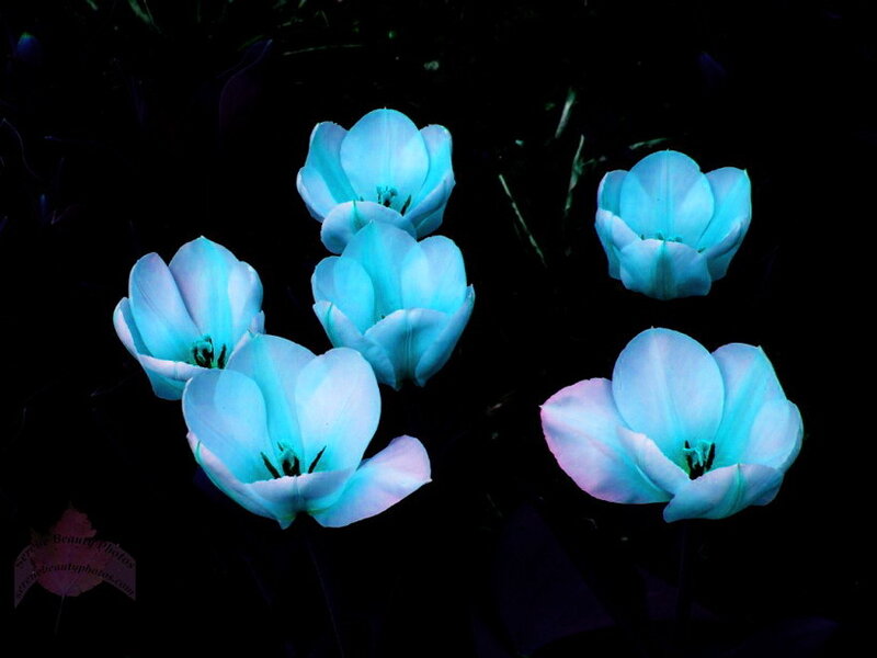 Glowing Blue Tulips