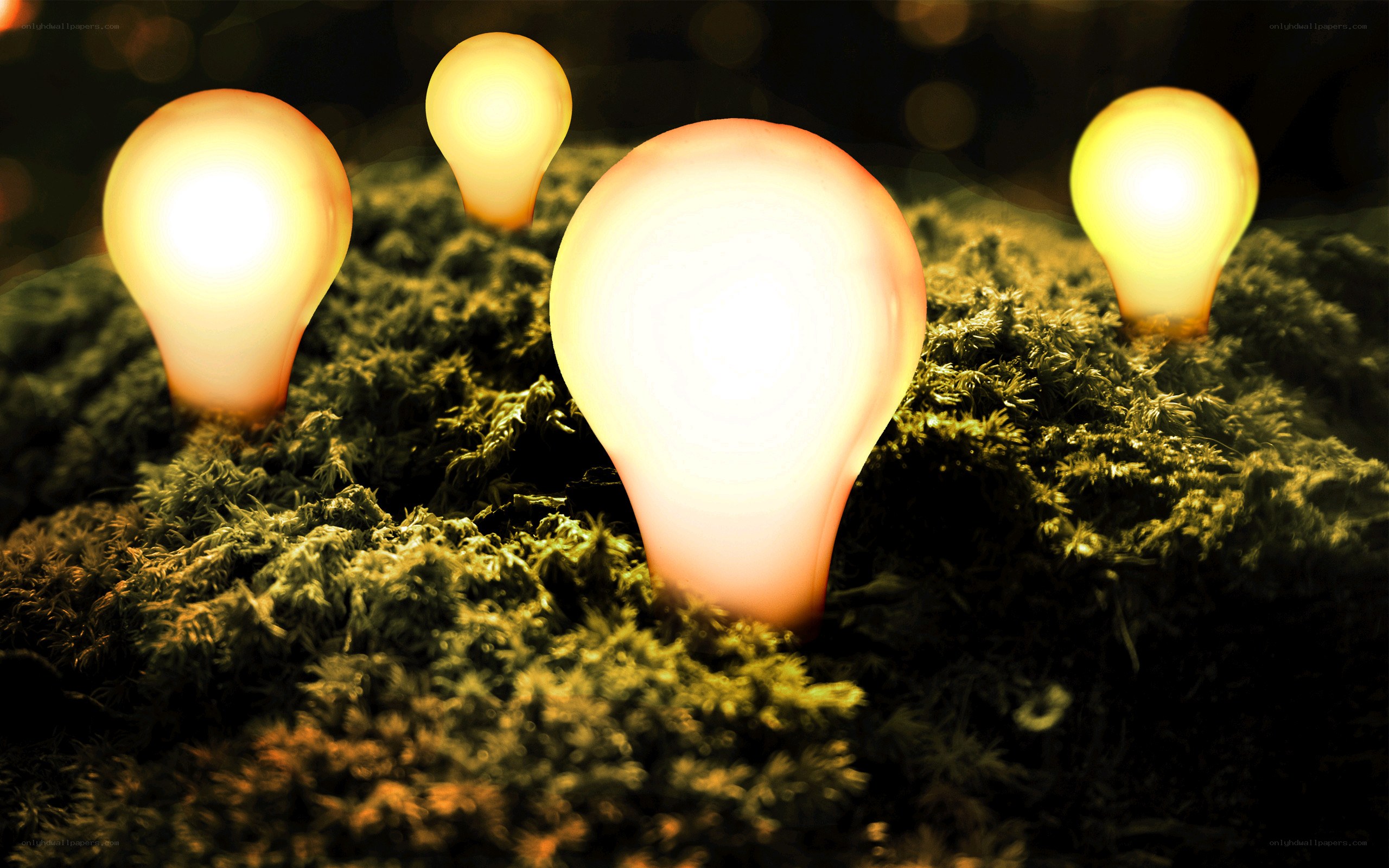 glowing bulbs in moss