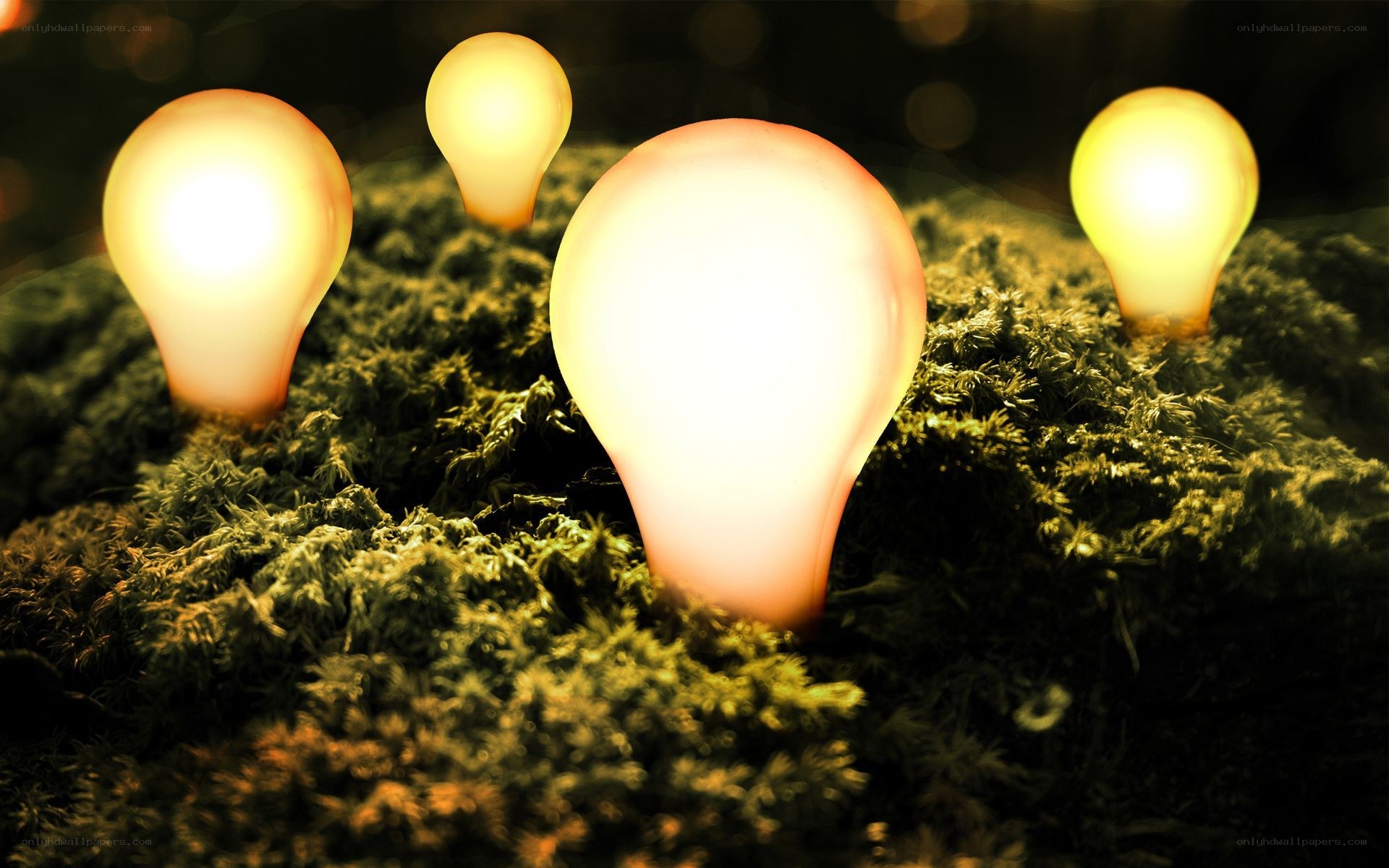 glowing bulbs in moss