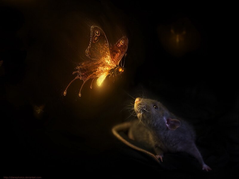 glowing butterfly and rat