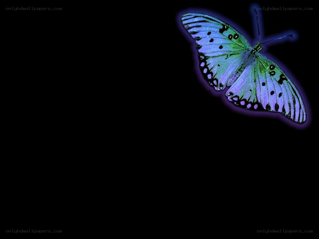 glowing butterfly on black