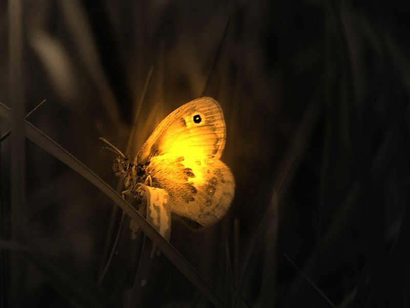 Glowing Butterfly on Grass