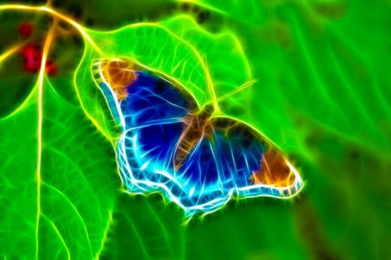 glowing butterfly on leaf