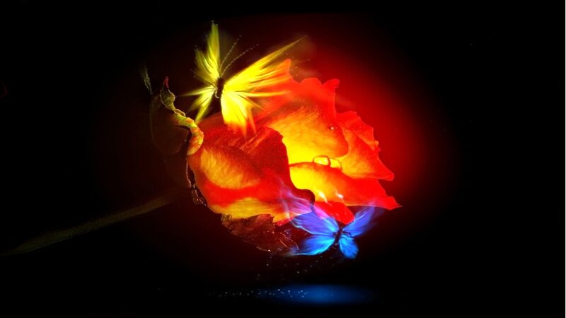 glowing butterfly rose