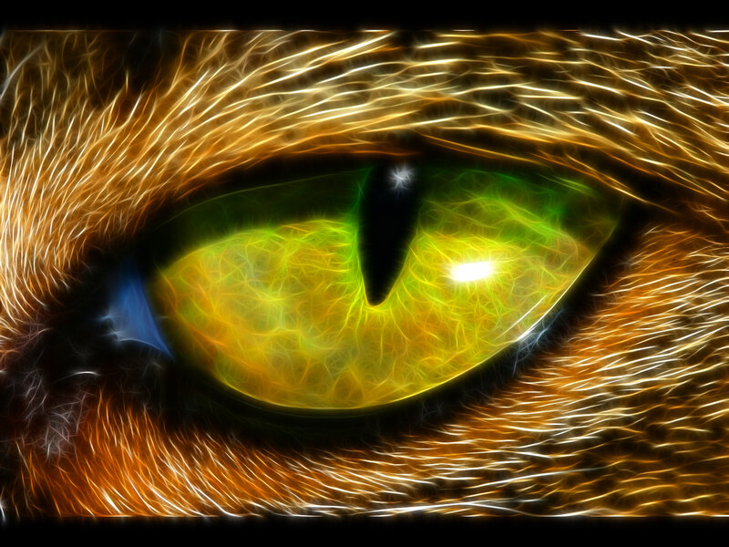 glowing cat eye close-up