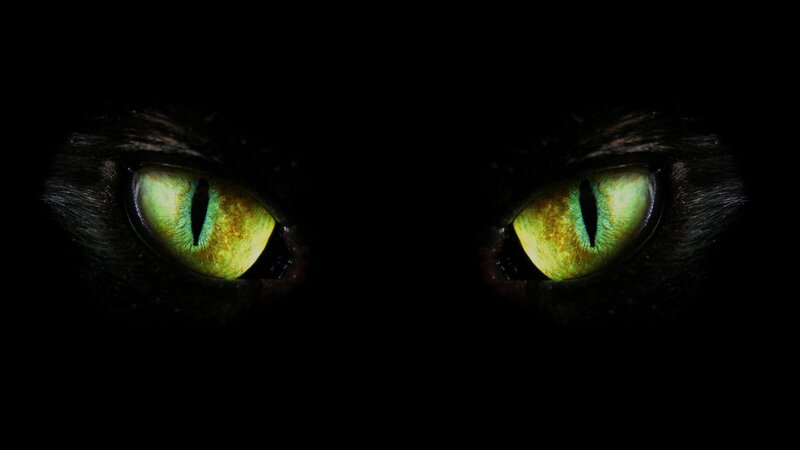 glowing cat eyes in darkness