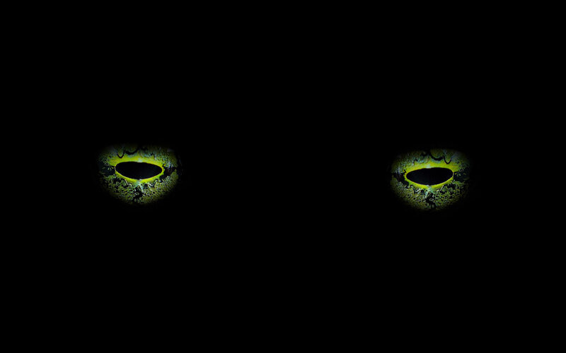 glowing cat eyes in darkness