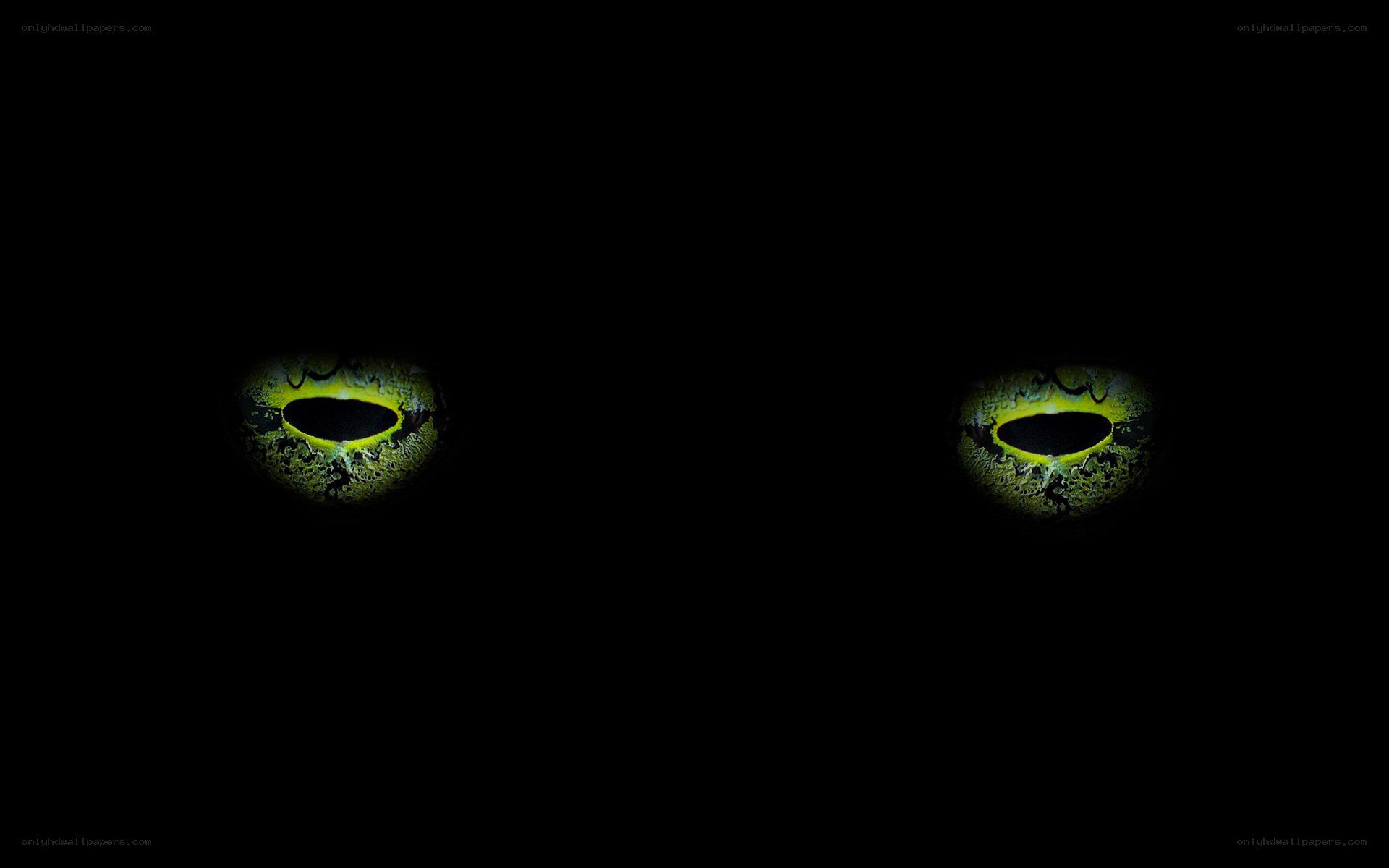 glowing cat eyes in darkness