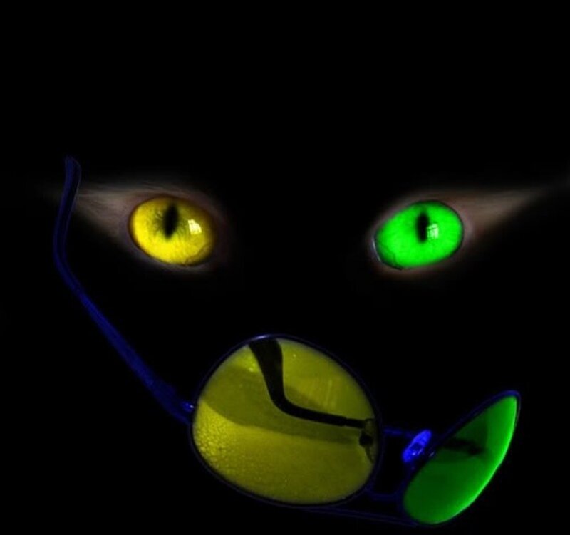 glowing cat eyes with glasses