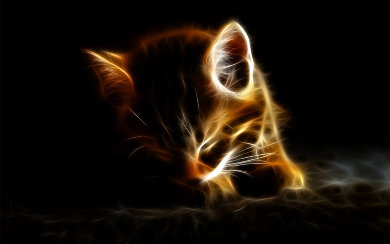 glowing cat in dark