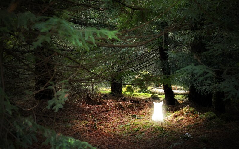 glowing cat in forest
