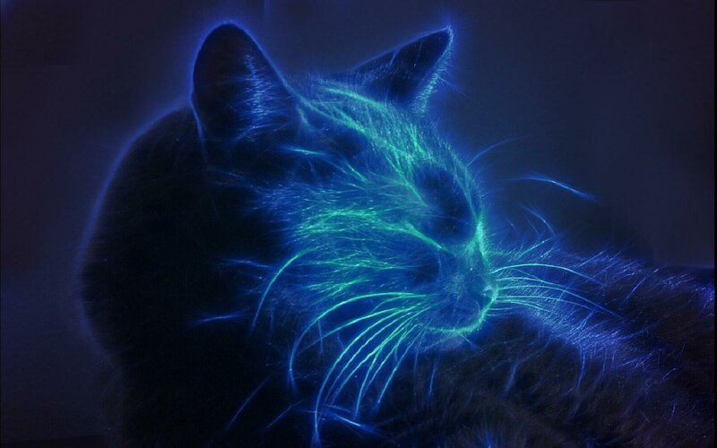 glowing cat in neon light