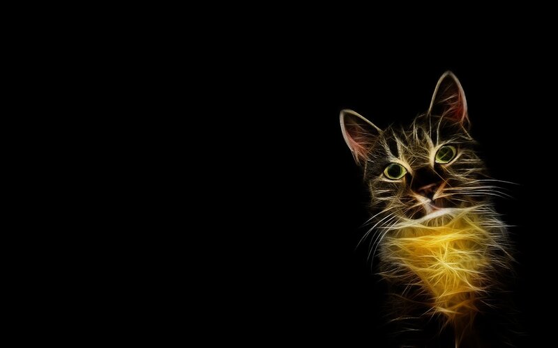 glowing cat on black