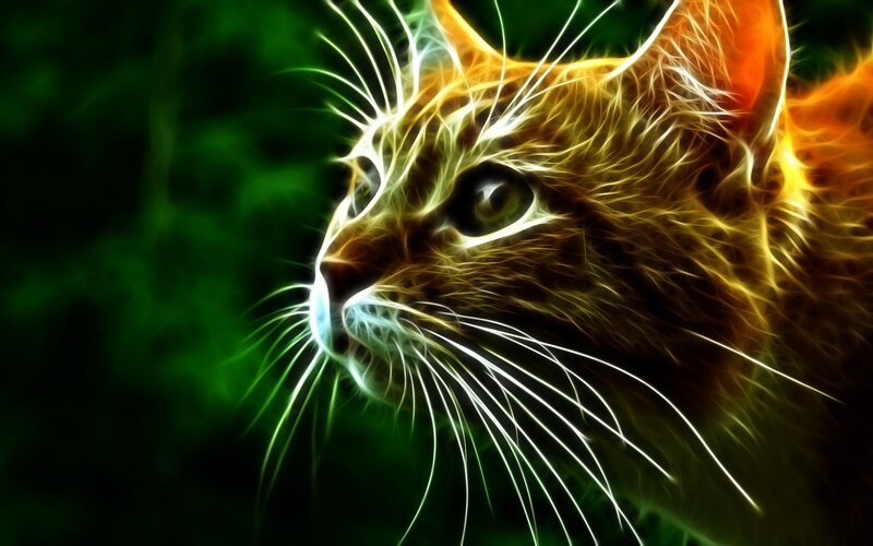 glowing cat portrait