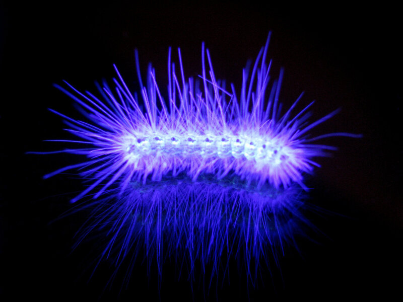 glowing caterpillar under UV light