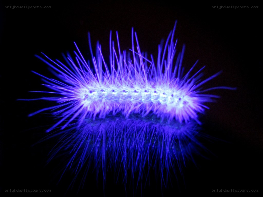 glowing caterpillar under UV light