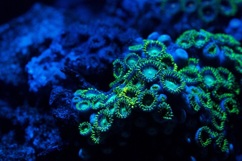 glowing coral polyps
