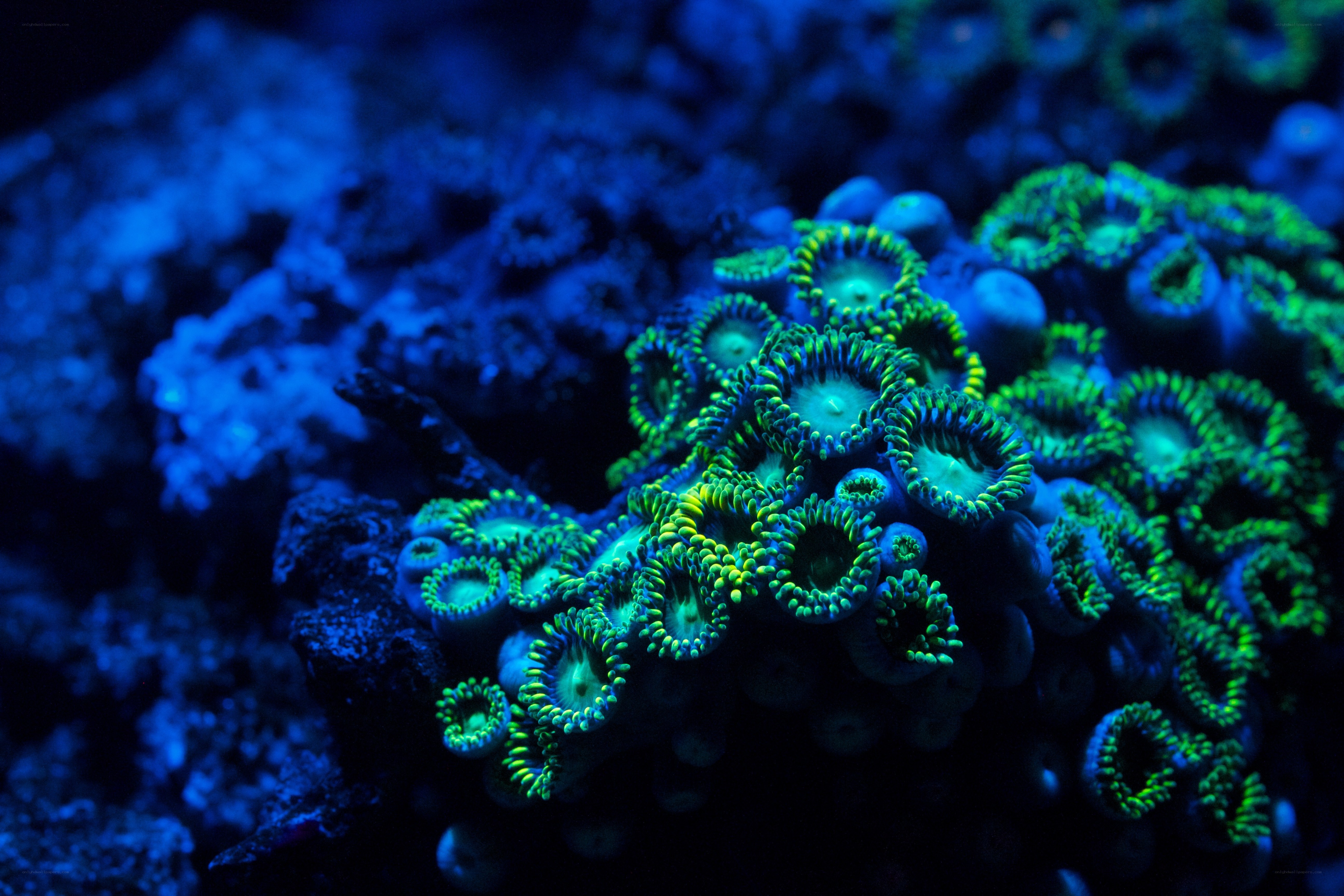 glowing coral polyps