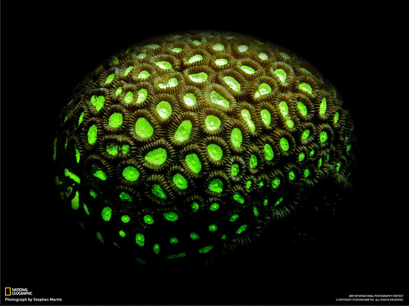 Glowing coral polyps