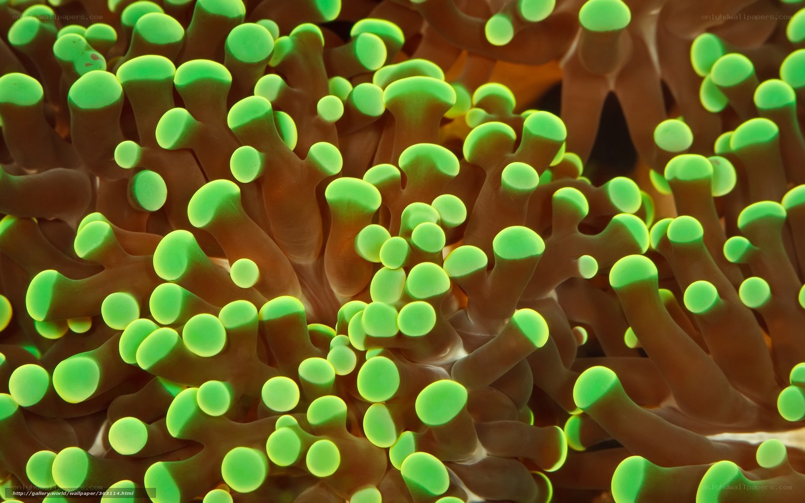 Glowing coral polyps