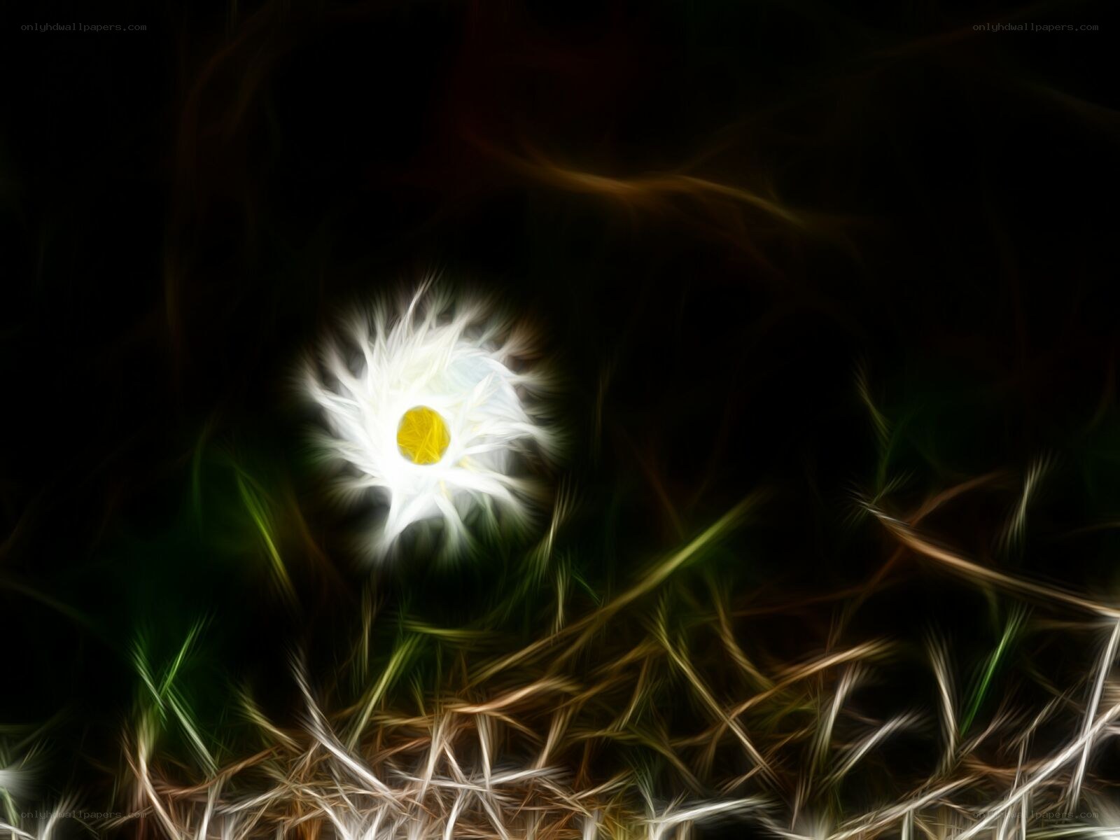 glowing dandelion in dark grass