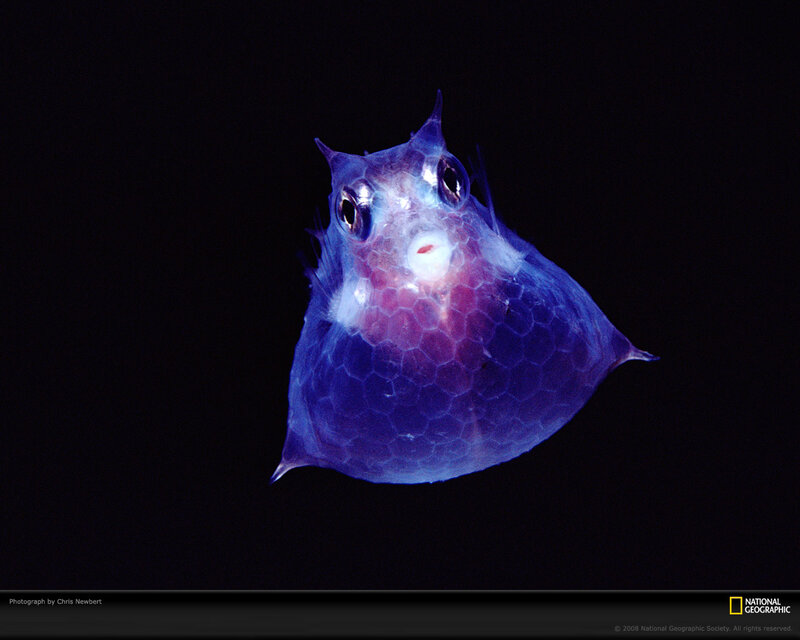 glowing deep-sea fish