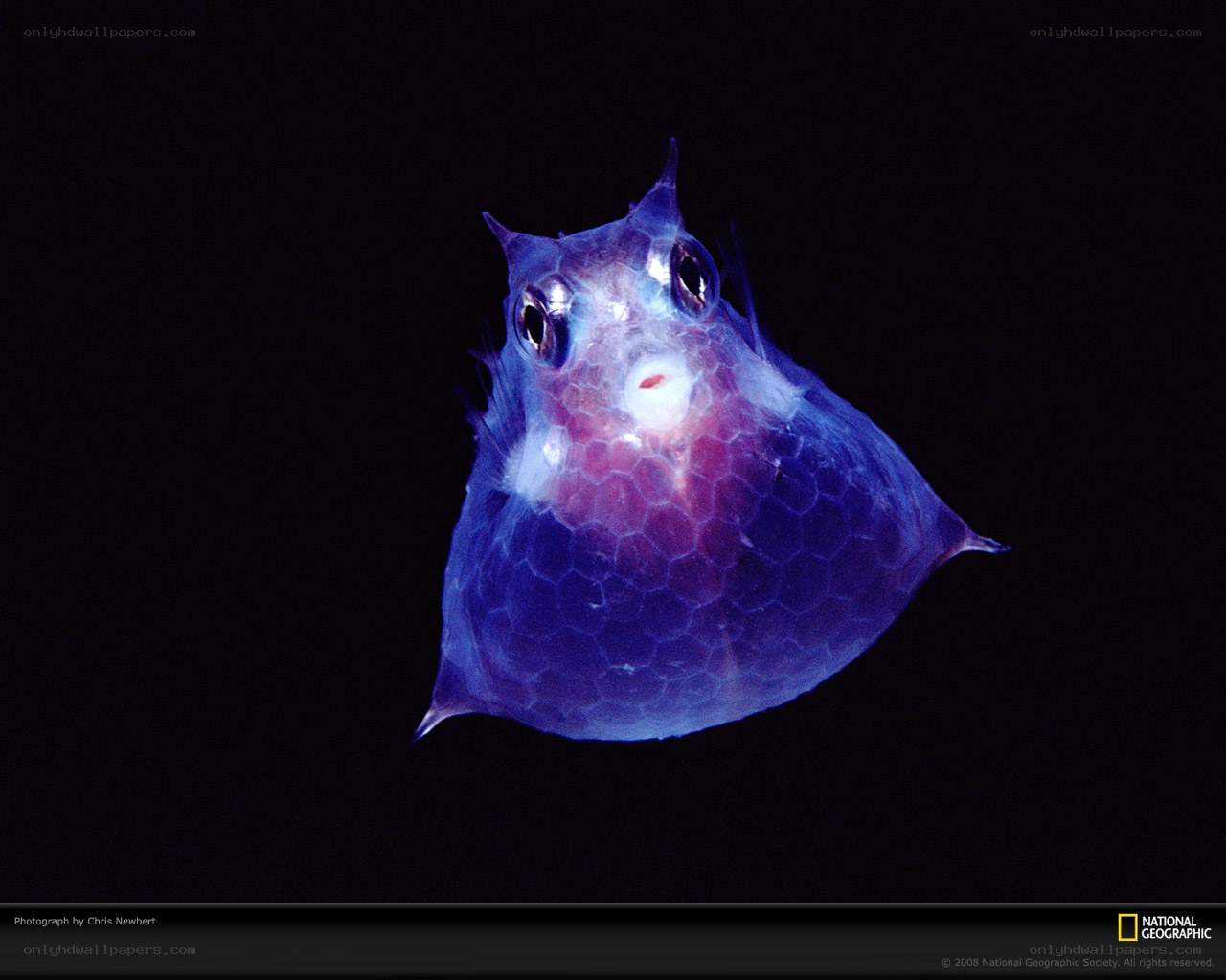 glowing deep-sea fish