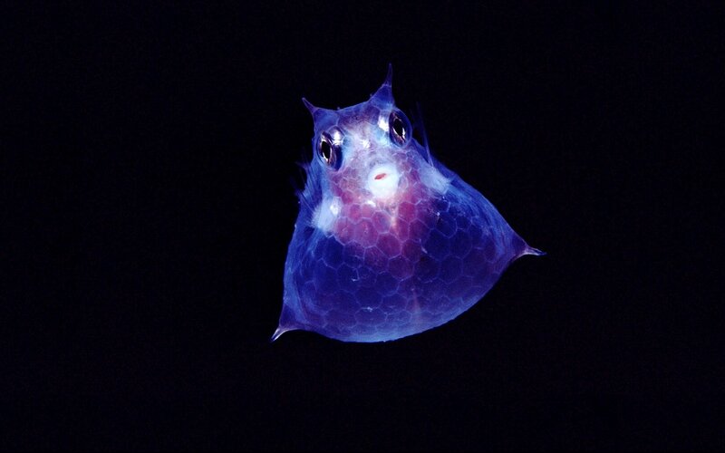 glowing deep-sea fish