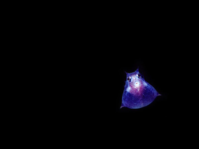 glowing deep-sea fish
