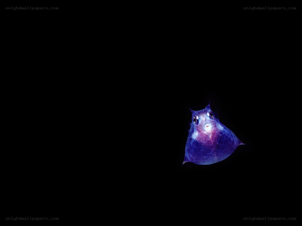 glowing deep-sea fish