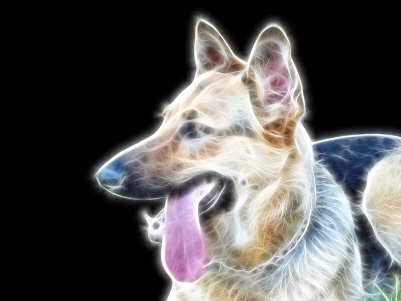 glowing dog portrait