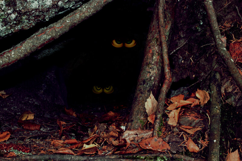 Glowing Eyes in Forest — Brown